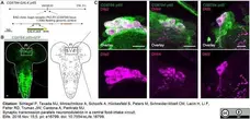 Anti Green Fl Protein Antibody - Sheep gallery image 1