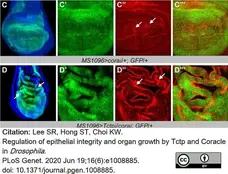 Anti Green Fl Protein Antibody - Sheep gallery image 10