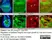 Anti Green Fl Protein Antibody - Sheep thumbnail image 10