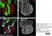 Anti Green Fl Protein Antibody - Sheep thumbnail image 11