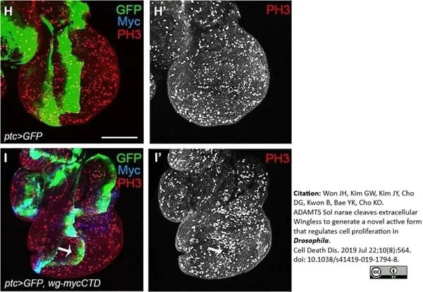 Anti Green Fl Protein Antibody - Sheep gallery image 11
