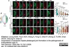 Anti Green Fl Protein Antibody - Sheep gallery image 14