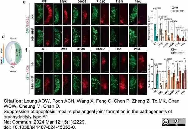 Anti Green Fl Protein Antibody - Sheep gallery image 14