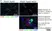 Anti Green Fl Protein Antibody - Sheep thumbnail image 16