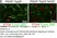 Anti Green Fl Protein Antibody - Sheep thumbnail image 17