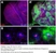 Anti Green Fl Protein Antibody - Sheep thumbnail image 2
