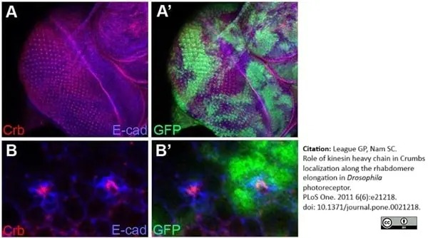 Anti Green Fl Protein Antibody - Sheep gallery image 2