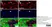 Anti Green Fl Protein Antibody - Sheep thumbnail image 4