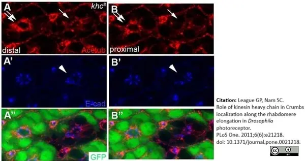 Anti Green Fl Protein Antibody - Sheep gallery image 4
