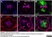 Anti Green Fl Protein Antibody - Sheep thumbnail image 4