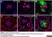 Anti Green Fl Protein Antibody - Sheep thumbnail image 5