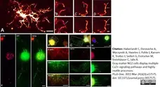 Anti Green Fl Protein Antibody - Sheep gallery image 6