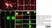 Anti Green Fl Protein Antibody - Sheep thumbnail image 6