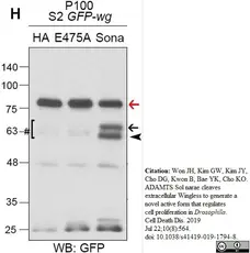 Anti Green Fl Protein Antibody - Sheep gallery image 8