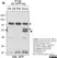 Anti Green Fl Protein Antibody - Sheep thumbnail image 8