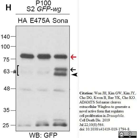 Anti Green Fl Protein Antibody - Sheep gallery image 8