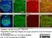 Anti Green Fl Protein Antibody - Sheep thumbnail image 9