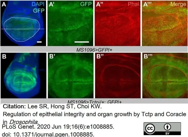 Anti Green Fl Protein Antibody - Sheep gallery image 9