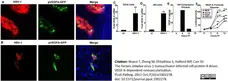Anti Green Fl Protein Antibody - Goat gallery image 1