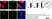 Anti Green Fl Protein Antibody - Goat thumbnail image 1