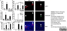 Anti Green Fl Protein Antibody - Goat gallery image 2