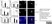 Anti Green Fl Protein Antibody - Goat thumbnail image 2