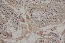 Goat Anti Hamster IgG Antibody - Biotin gallery image 2