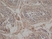 Goat Anti Hamster IgG Antibody - Biotin thumbnail image 1