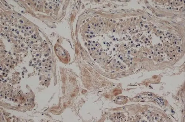 Goat Anti Hamster IgG Antibody - Biotin gallery image 2