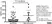 Anti Horse IgG (T) Antibody thumbnail image 2
