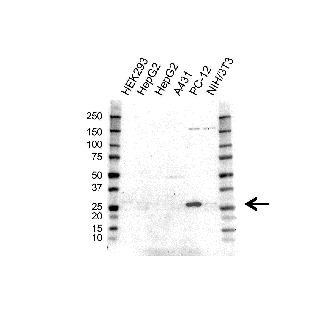 Anti 14-3-3 eta Antibody (PrecisionAb Polyclonal Antibody) gallery image 1