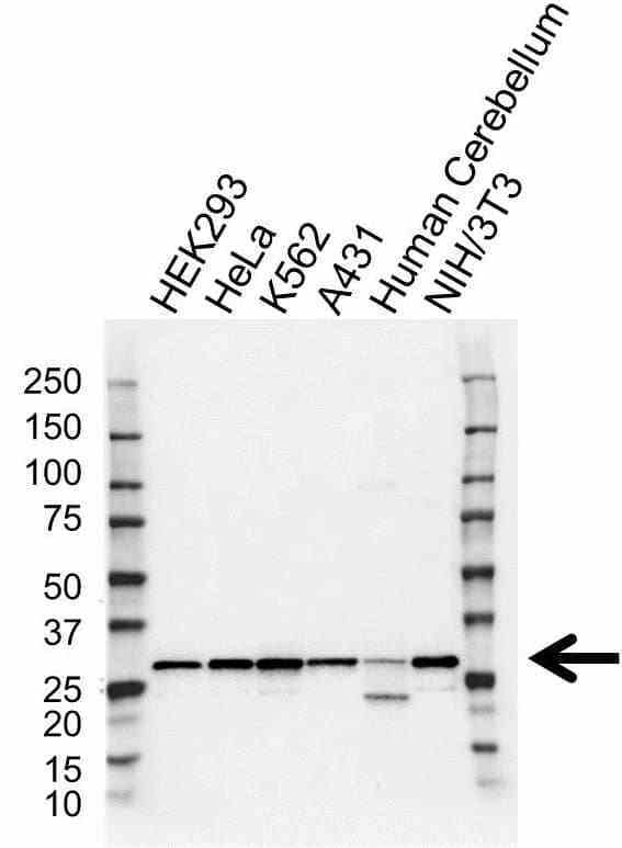 Anti 14-3-3 Gamma Antibody (PrecisionAb Polyclonal Antibody) gallery image 1