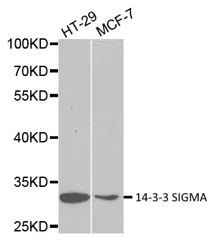 Anti 14-3-3 Sigma Antibody gallery image 1