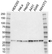 Anti 14-3-3 Zeta/Delta Antibody (PrecisionAb Polyclonal Antibody) thumbnail image 1