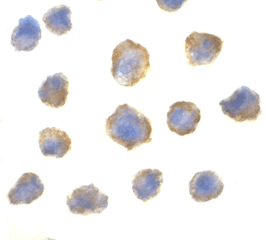 Anti 4EBP1 (C-Terminal) Antibody gallery image 2
