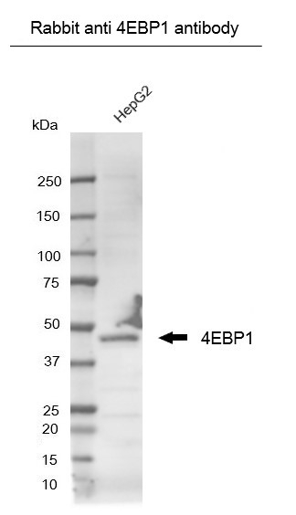 Anti 4EBP1 (C-Terminal) Antibody gallery image 3