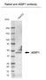 Anti 4EBP1 (C-Terminal) Antibody thumbnail image 3