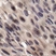 Anti 4EBP1 (pThr37) Antibody thumbnail image 2