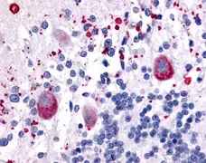 Anti Human 5-HT7 Receptor (C-Terminal) Antibody gallery image 1