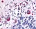 Anti Human 5-HT7 Receptor (C-Terminal) Antibody thumbnail image 1