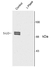 Anti 5-Lipoxygenase (pSer523) Antibody thumbnail image 1