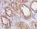 Anti Human ACE2 (N-Terminal) Antibody thumbnail image 2