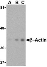 Anti Human Actin Beta (N-Terminal) Antibody gallery image 1