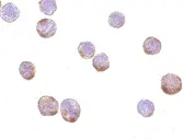Anti Human Actin Beta (N-Terminal) Antibody gallery image 2