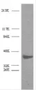 Anti Actin Beta Antibody thumbnail image 1