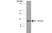 Anti Actin Beta Antibody thumbnail image 2