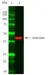 Anti Actin Beta Antibody thumbnail image 3