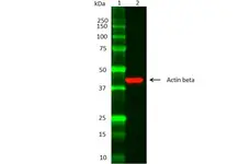 Anti Actin Beta Antibody gallery image 4