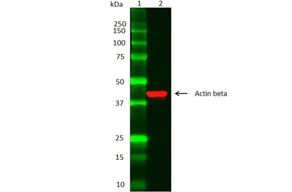 Anti Actin Beta Antibody gallery image 4