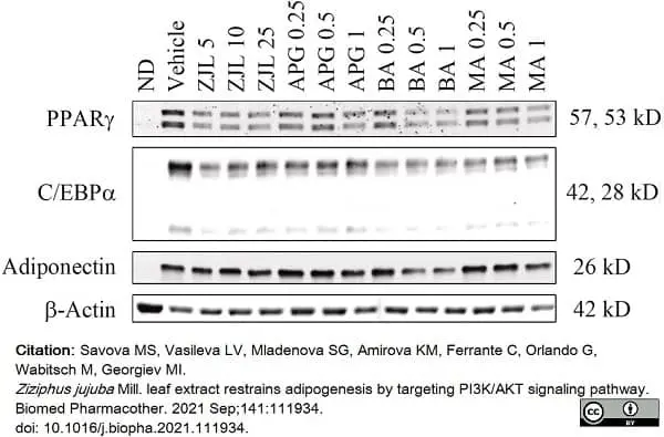 Anti Actin Beta Antibody gallery image 5